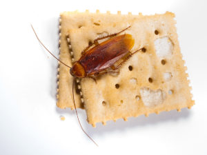 scarafaggi in america