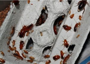 blatte scarafaggi disinfestazione