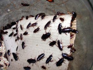 scarafaggi blatte