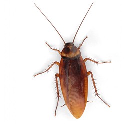 blatte scarafaggi rimedi naturali