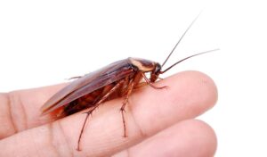 morsi di scarafaggi