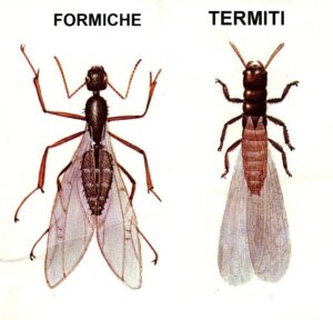 formiche volanti e termiti