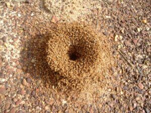 formicaio formiche volanti
