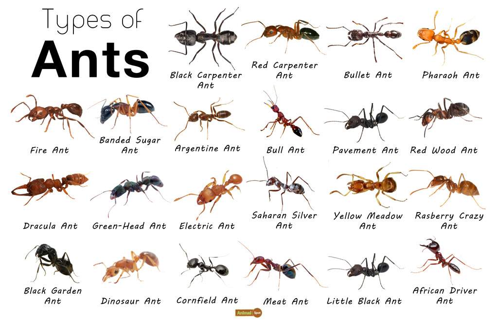 tipi di formiche