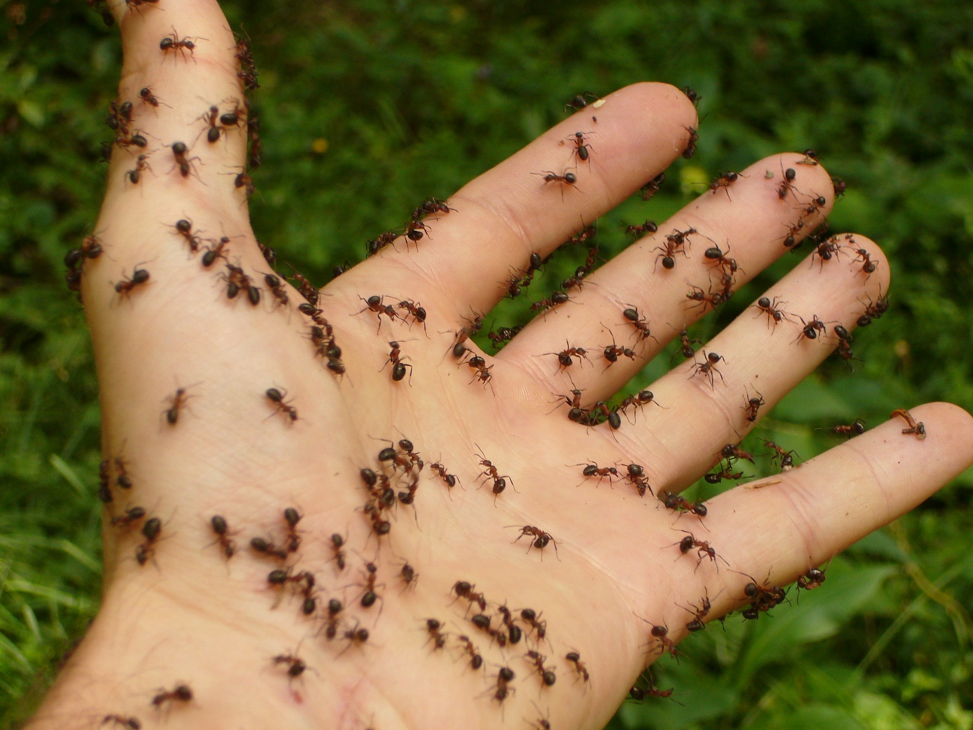 eliminare formiche da casa