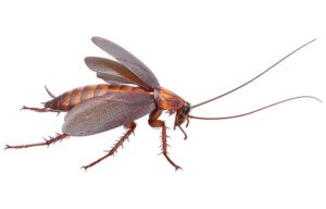 cockroach scarafaggio volante